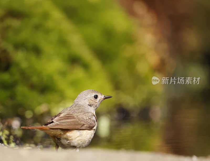 红唇鸲(Phoenicurus Phoenicurus)雌性